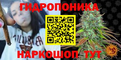 шишки Заволжье
